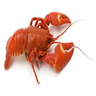 lobster lazuli