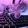 capy1337