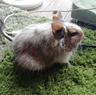 minet_muette