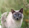 Catflower