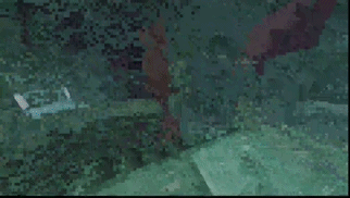 Elder guardian