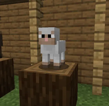 Sheep