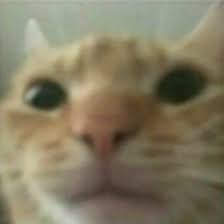 DropoutGuy