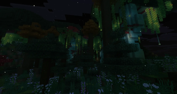 Enchanted Forest