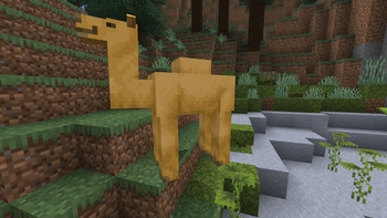Camel