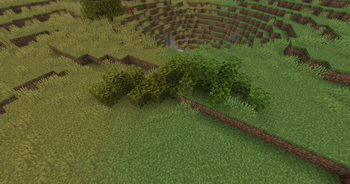 Oak Leaves BEFORE