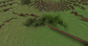 Oak Leaves AFTER