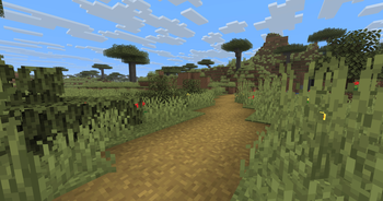 Mangrove, Acacia, Oak Leaves AFTER