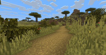 Mangrove, Acacia, Oak Leaves BEFORE