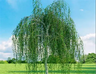 Birch Forest