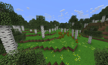 Birch Forest
