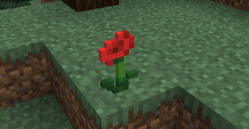 Poppy