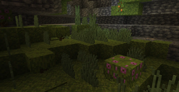 Grass