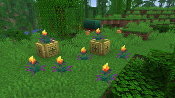 Torchflowers
