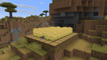 Wheat