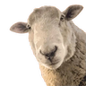 Modrinth profile picture for @Sliced