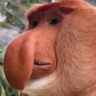 Proboscis Monkey Villager