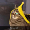catkingfr69