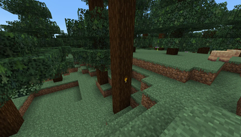 Bee Burrow