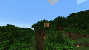 Bee Nest
