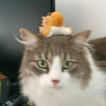 crocblancyt