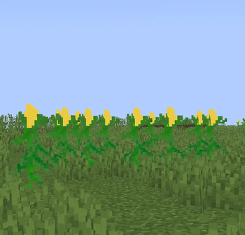 corn field