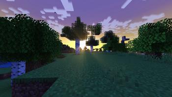 birch