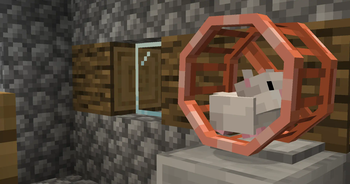 hamster