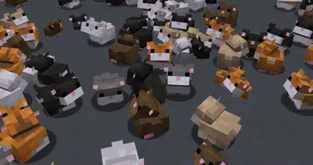 hamster varients
