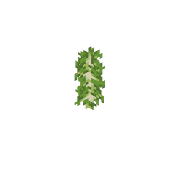 Birch