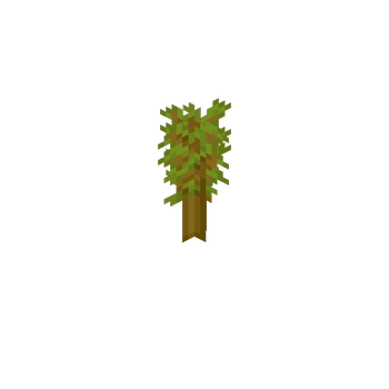 Acacia