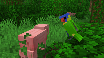 Rainbow Lorikeet