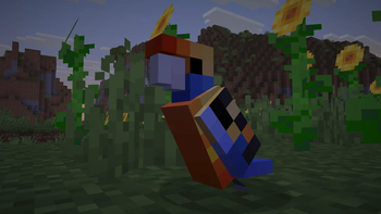 Orange Adelaide Crimson Rosella