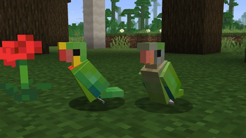 Superb Parrots