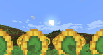 Sunflowers following the sun