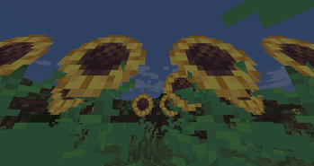 Sunflowers following the sun