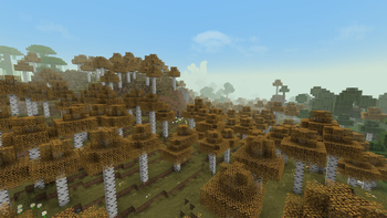 Birch Forest