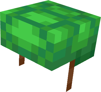 Turtle Shell