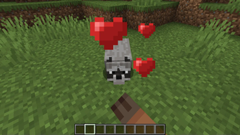 petting a raccoon