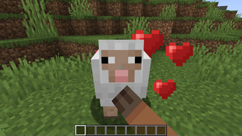 petting a sheep