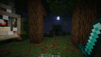 The woods at night