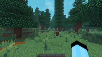 Spruce Forest