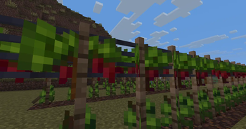 Vintner — screenshot 2
