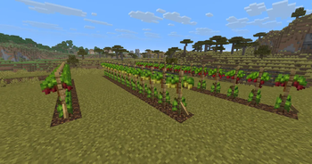 A Living Vineyard