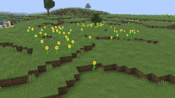Sunflower Plains