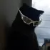 Alright_Zynex