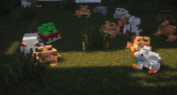 Odd Frogs!
