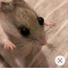 ratger