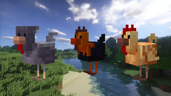 Chickens