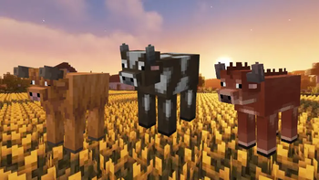 Cows